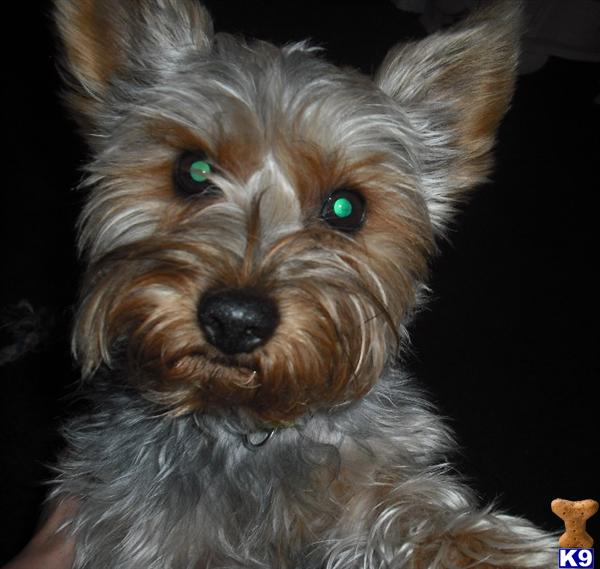 Stud Dogs - Silky Terrier